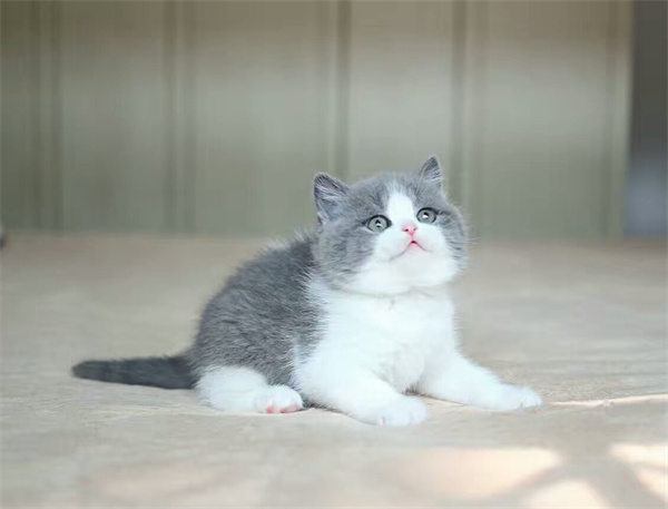 苏州昆山在哪里有卖英短猫的宠物市场——多少钱？