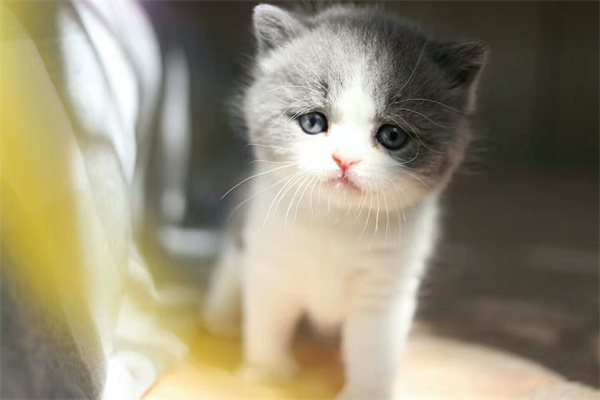 哈尔滨平房区出短腿蓝猫小猫一只，身体好非常壮