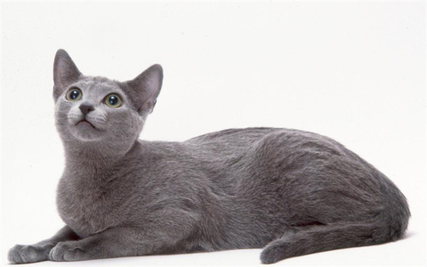 哈尔滨纯色英短猫，活泼可爱