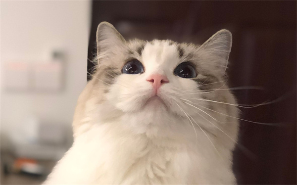 哈尔滨道外区出折耳森林猫奶猫一只，超大眼